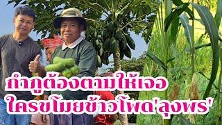 กำภูต้องตามตัวให้ได้ ใครขโมยข้าวโพดลุงพร#บ้านสวนกำภูEp1206