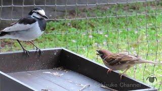 Pied Wagtails vs. Tree Sparrow - Bullish Chunko