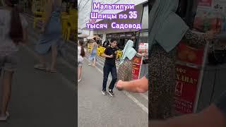 Где купить в Москве Мальтипу , Шпицы и бренды #вайлдберрис    #садовод #маркетплейсснуля #оптом#опт