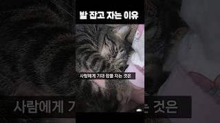 사람 발을 꼭 안고 자는 이유 #고양이 #catvideos