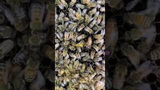 Harbo F1 - Kobe Apiaries