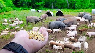 They Grind Their Own Feed and Farrow Pigs! Hickory Nut Gap Farm Tour