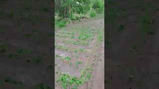 https://youtube.com/shorts/LF7sobKGLy8?si=8l5OavrPT-T1K3wf#andhitufan#barishkakahar_-