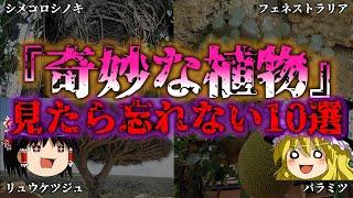 【ゆっくり解説】世界の奇妙すぎる植物10選！毒・巨大化・寄生…まさかの進化とは？『闇学』