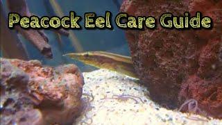 Peacock Eel Care & Information -Spiny Eel Care - Freshwater Eel Care