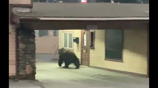 A Lone Bear Roams A Deserted South Lake Tahoe Boulevard Amid Caldor Fire Evacuations