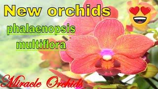 Yet another orchid haul: phalaenopsis multiflora & fresias