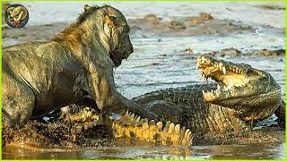 Insane Moments When Big Cats Messed With Wrong Crocodile | Animal FIghting