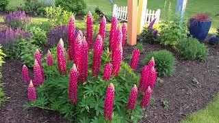 MINI GALLERY™ RED LUPINUS | www.gardencrossings.com