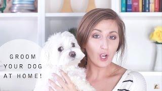 How To Groom Your Dog at Home (Maltese Grooming)