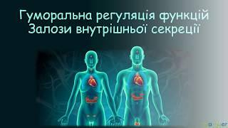 Ендокринна система. Залози внутрішньої секреції