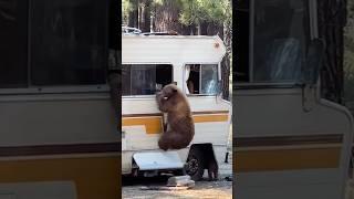 Funny BearsBear Attack | Polar Bear | Funny Animals #shorts #bear #funnybear #grizzlybear