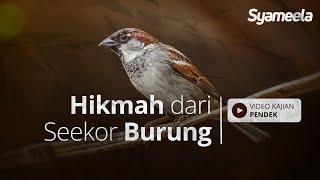 VIDEO KAJIAN PENDEK : Hikmah dari Seekor Burung | Abu Bassam Oemar Mita