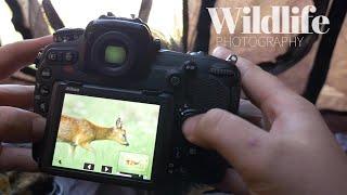 Two days with RED DEER and ROE DEER || WILDLIFE PHOTOGRAPHY - in photo blind