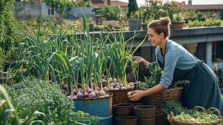 TOP 30 Methods propagating purple onions on the balcony for beginners