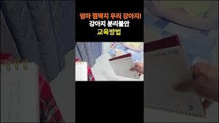 강아지 분리불안 행동교정법