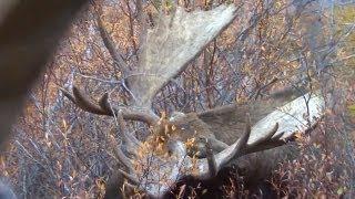 Shot Huge Bull - Moose Orignal