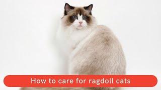 How to care for ragdoll cats || How to care for ragdoll kittens || How to take care of ragdoll cats