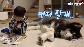 견생 5년차 대형견 아가 육아하다 뻗은 썰ㅋㅋㅋㅣ5 Year Old Big Dog Passes Out While Raising A Kid LOL