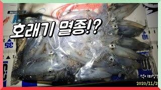 호래기 멸종했나!? [석이피싱TV]