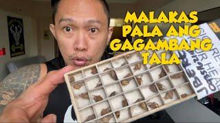 BUMILI AKO NG 100 PCS NA GAGAMBA | SPIDER FIGHT