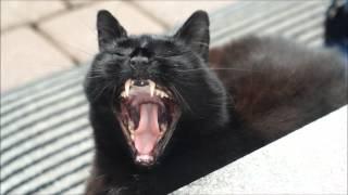 Cat yawning (slow motion)