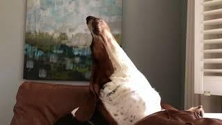 sad basset howl!