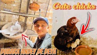 Dove ️ ne dubara andey de deya OR Kurak murghi ne chicks nikal deya.!!