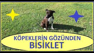 #KÖPEKLERİN GÖZÜNDEN # BİSİKLETLER.