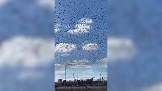 Video of the Day: Starling murmurations come to Utah skies