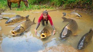 Harvesting A Lot Of Fish At Mud Pond Goes To Market Sell - Strong Horse Carries Many Fish