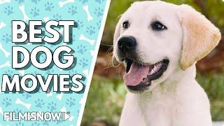 BEST DOG MOVIES EVER! |  Man's Best Friend Movies you can't miss