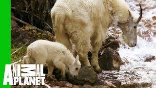 Baby Mountain Goat Learns To Follow In His Mother's Footsteps | North America