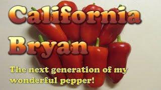 Breeding Vegetables | California Bryan - Gen 5
