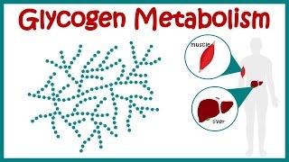 Glycogen metabolism | Glycogenesis | Glycogenolysis | hormonal regulation of glycogen metabolism