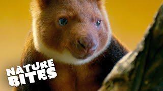 Discovering the Charm of the Adorable Tree-Kangaroo | The Secret Life of the Zoo | Nature Bites