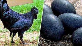 Top 10 of the world’s most unusual chicken breeds