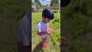 Garden tour by Neil | toddler gardening | homestead | florida