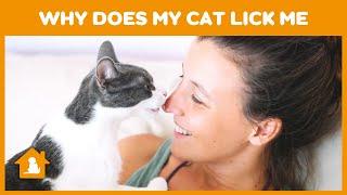 Why Does My Cat Lick Me | Cat Licking Behavior | My Cat Licks My Fingers | Cat Licks Owners Hand