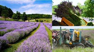 All about growing lavender and harvesting | Lavender harvest equipment | green acres