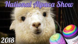 National Alpaca Owners Association Show - 2018