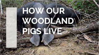 How our woodland pigs live - proper free-range pigs