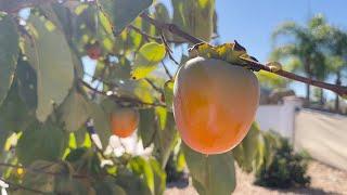 HACHIYA PERSIMMON is RIPE! #persimmon #persimmonfruit #deliciousfood #hachiyapersimmon #hachiya