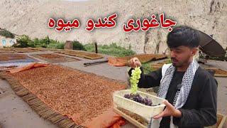 Jaghori | جاغوری فصل زیبایی ها و برداشت حاصلات