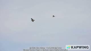 Greater Spotted Eagle & Eastern Marsh Harrier Juvenile @ Chiu S C 3079