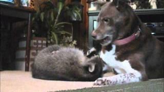 Raccoon and Dog Playing