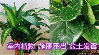 室内植物施肥常见问题。【莎拉养花】