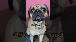 welcome to today's execution  #funny #shorts #dogs #tiktokdog