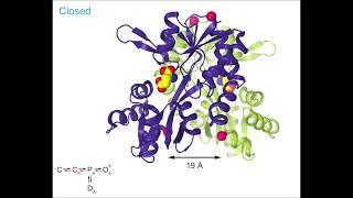 Glutamate receptor movie 2: gating at a LBD dimer – Sobolevsky Lab