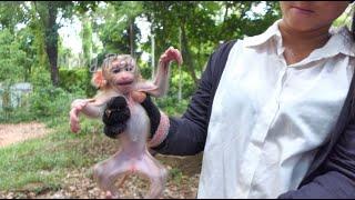 New abandoned baby monkey